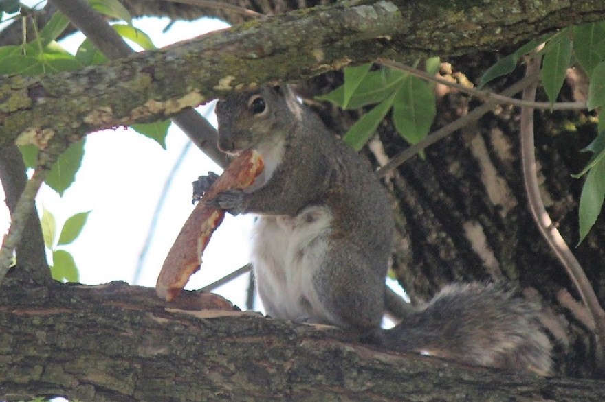 squirrel_eating_pizza